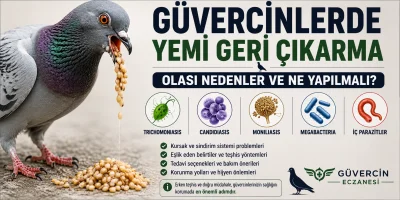 Güvercinlerde Yemi Geri Çıkarma: Olası Nedenler ve Ne Yapılmalı?