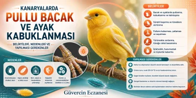 Kanaryalarda Pullu Bacak ve Ayak Kabuklanması: Belirtileri, Nedenleri ve Yapılması Gerekenler