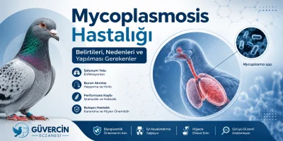 Mycoplasmosis Hastalığı: Belirtileri, Nedenleri ve Yapılması Gerekenler