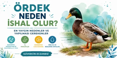 Ördek Neden İshal Olur? En Yaygın Nedenler ve Yapılması Gerekenler