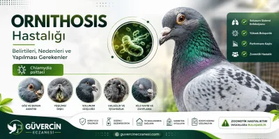 Ornithosis Hastalığı: Belirtileri, Nedenleri ve Yapılması Gerekenler