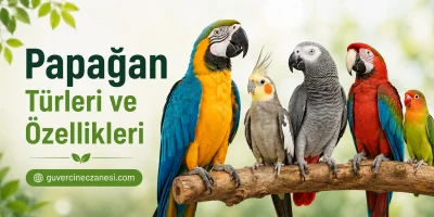 Papağan Türleri ve Özellikleri