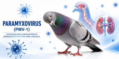 Paramyxovirus (PMV-1): Belirtileri, Bulaşma Yolları ve Yapılması Gerekenler