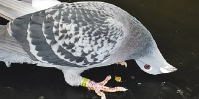 Salmonella Sallabaş Hastalığı ve Tedavisi