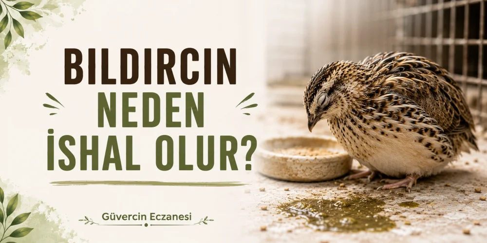 Bıldırcın Neden İshal Olur? En Yaygın Nedenler ve Yapılması Gerekenler