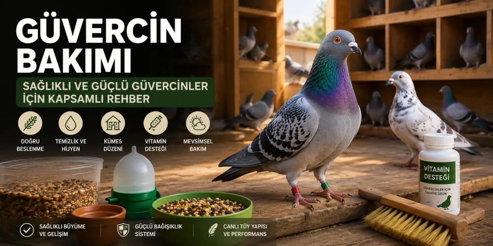 Güvercin Bakımı: Sağlıklı ve Güçlü Güvercinler İçin Kapsamlı Rehber