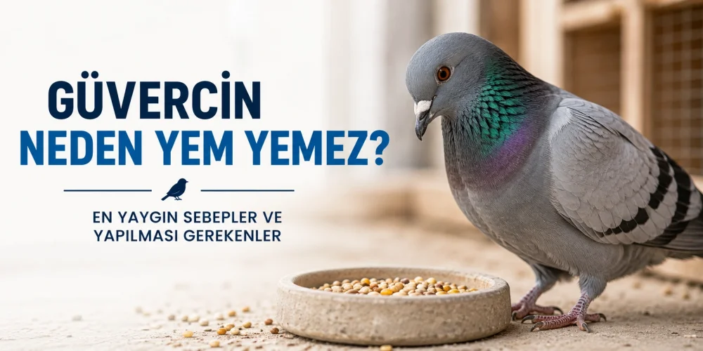 Güvercin Neden Yem Yemez? En Yaygın Sebepler ve Yapılması Gerekenler
