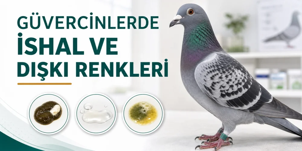 Güvercinlerde İshal: Dışkı Renkleri, Olası Nedenler ve Ne Yapılmalı?
