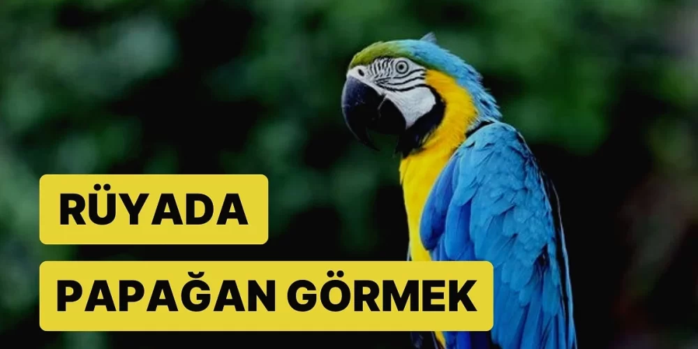 Rüyada Papağan Görmek