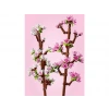 LEGO Botanicals Kiraz Çiçekleri 40725