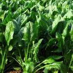 Bursa Geniş Yapraklı Yerli Ispanak Tohumu 500 Gr