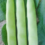 Bursa Parol Perolar Tipi Yerli Fasulye Tohumu 500 Gr