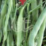 Bursa Tohum Balkız Fasulye Tohumu (Oturak) 1 Kg