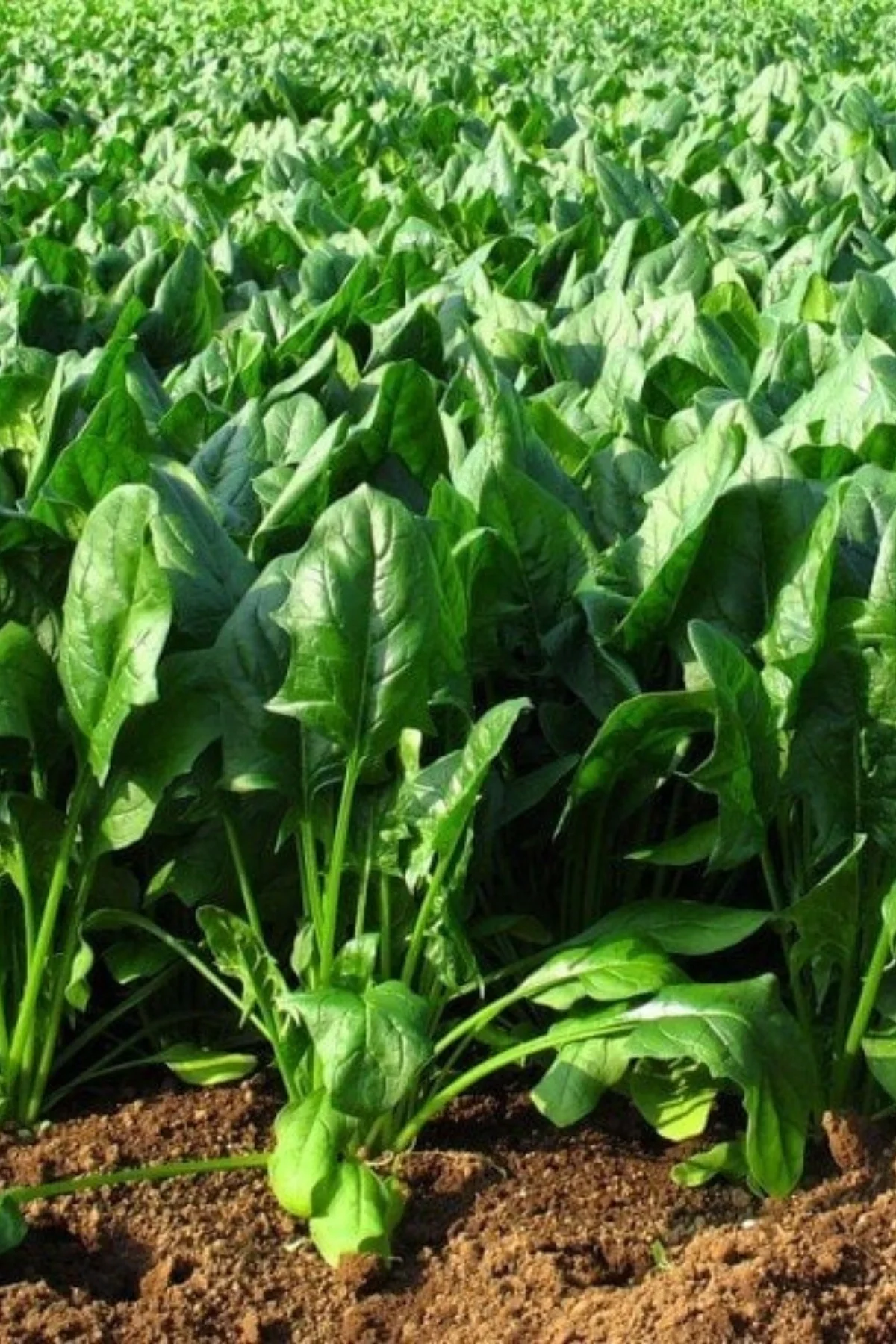 Bursa Geniş Yapraklı Yerli Ispanak Tohumu 500 Gr