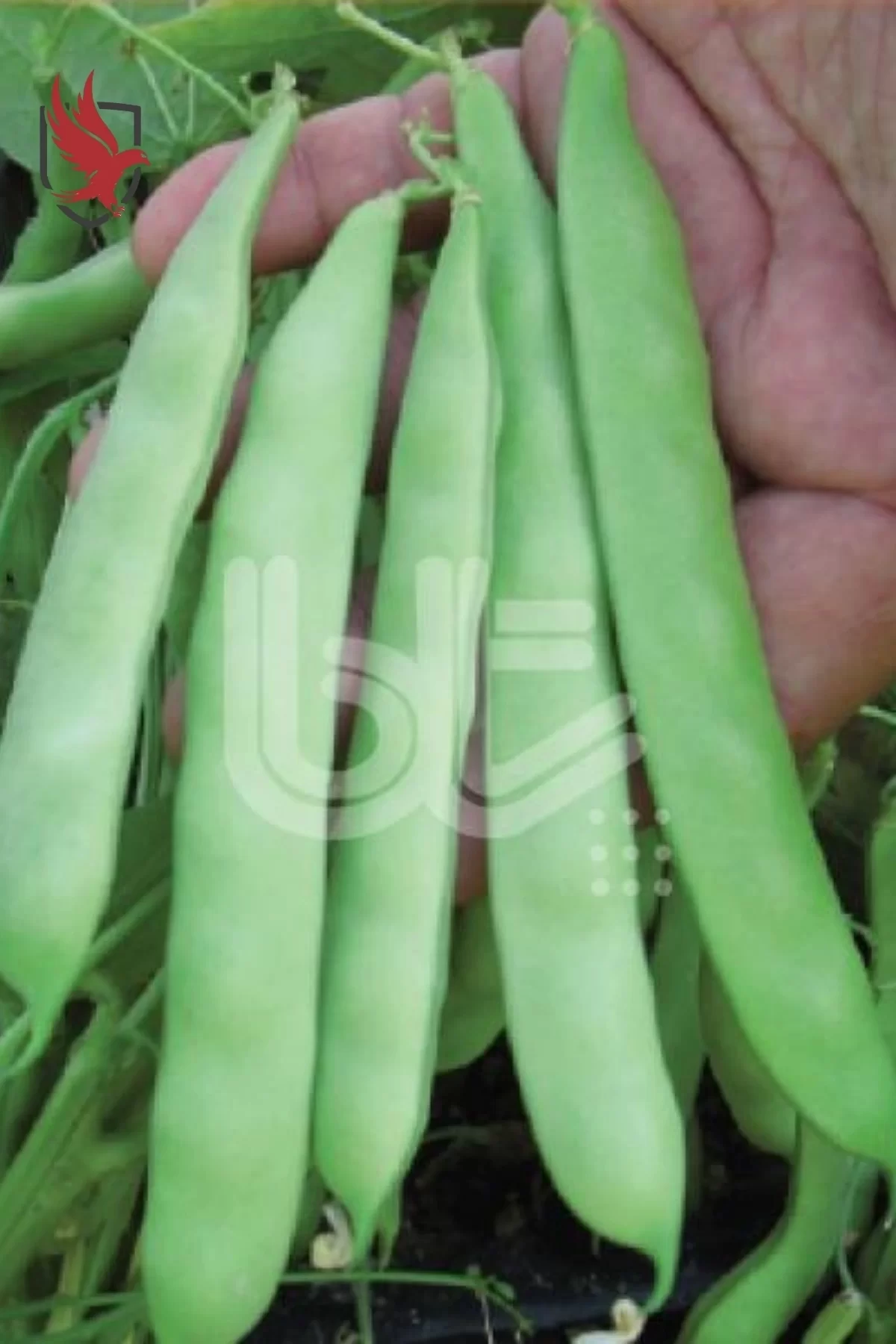 Bursa Tohum Balkız Fasulye Tohumu (Oturak) 1 Kg