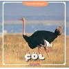 Çöl - Hayvanlar Dünyası