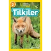 Tilkiler - Seviye 2