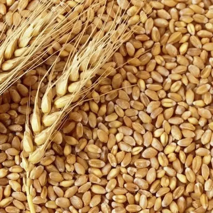 Aşurelik Buğday 1 Kg