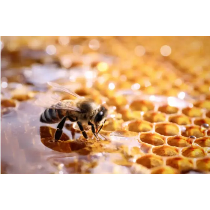 Erzincan Karakovan Balı Petek 1100 Gr