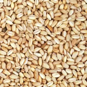 Aşurelik Buğday 1 Kg