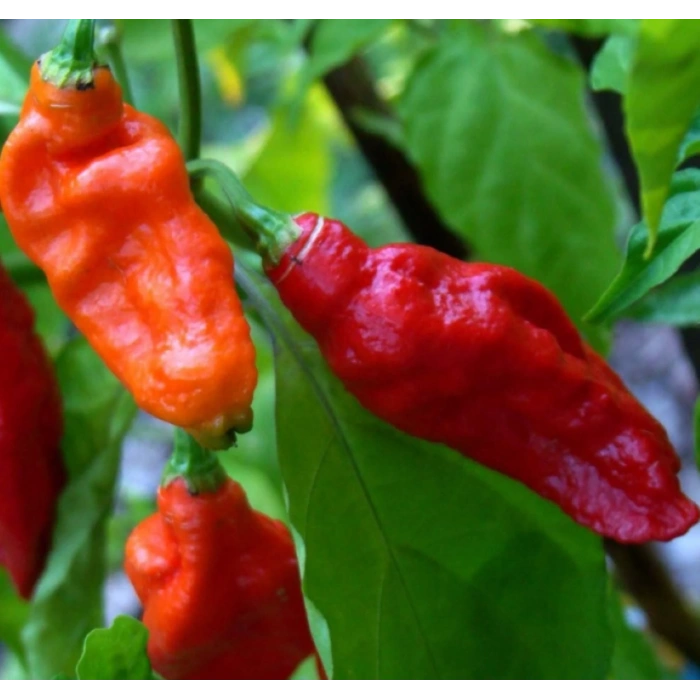 Cape Herb & Spice RUB Chıllı Seasonıng Indıan Nagaland Ghost 75 g