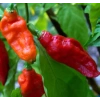 Cape Herb & Spice RUB Chıllı Seasonıng Indıan Nagaland Ghost 75 g