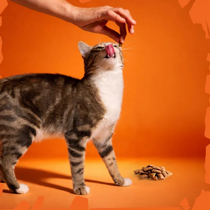 Felicia Crunch Vitality Kedi Ödülü 100 gr 6lı