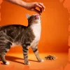 Felicia Crunch Vitality Kedi Ödülü 100 gr 6lı