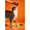 Felicia Crunch Beauty Kedi Ödülü 100 gr 6Lı