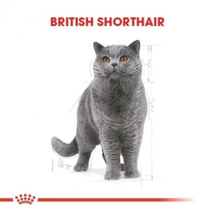 Royal Canin British Shorthair Adult Pouch Konserve Kedi Maması 85 Gr