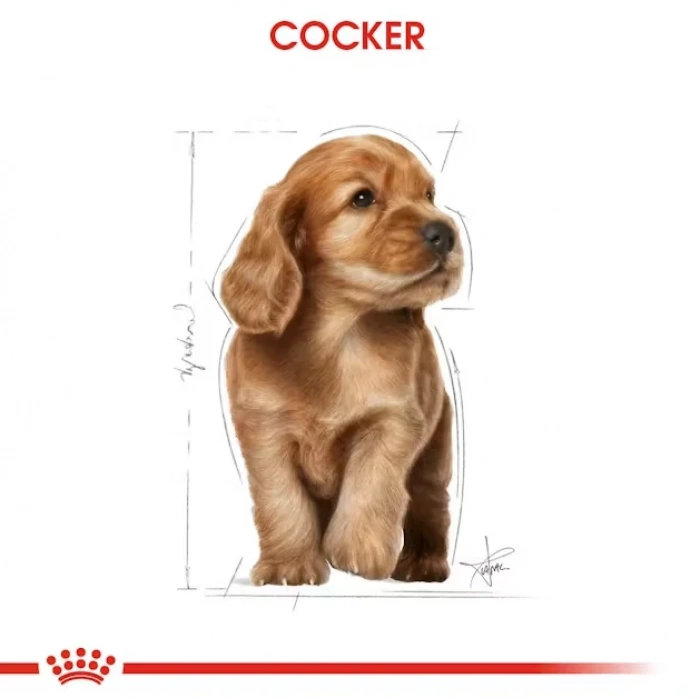 Royal Canin Cocker Junior Yavru Köpek Maması 3 Kg