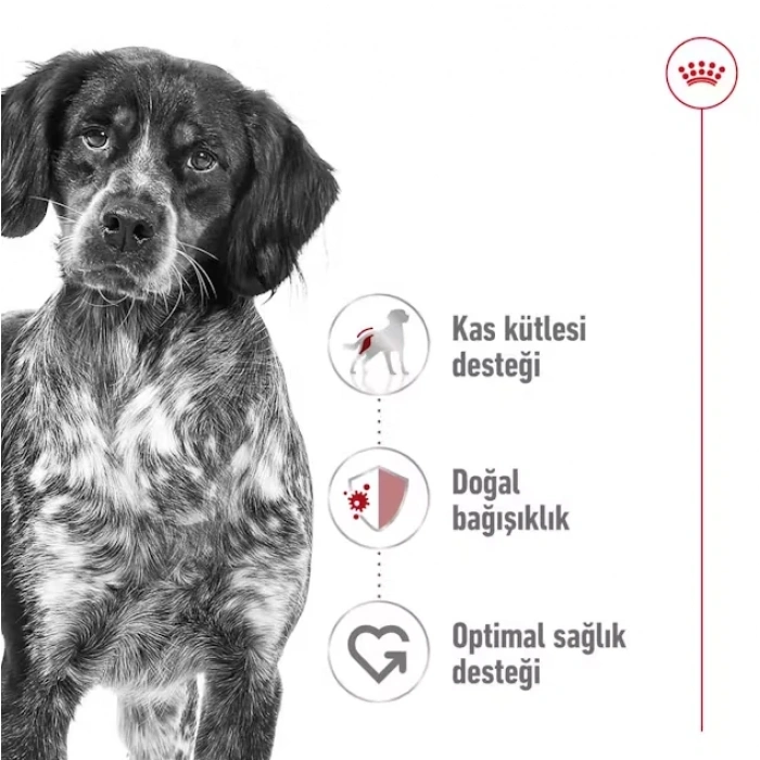 Royal Canin Medium Adult Yetişkin Köpek Maması 15 Kg