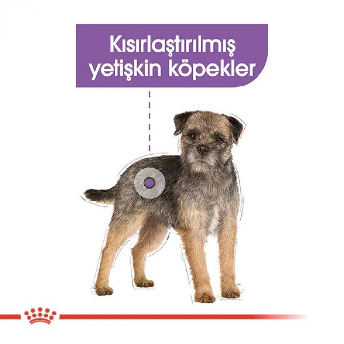 Royal Canin Mini Sterilised Yetişkin Kısırlaştırılmış Köpek Maması 3 Kg