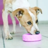 Kong Lastik Şeklinde Kauçuk Yavru Köpek Oyuncağı Small Mavi/Pembe 9 Cm