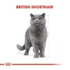 Royal Canin British Shorthair Adult Pouch Konserve Kedi Maması 85 Gr