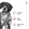 Royal Canin Medium Adult Yetişkin Köpek Maması 15 Kg