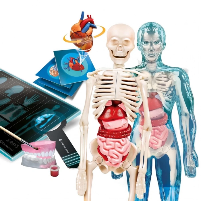 Çocuk Bilim ve Oyun Süper Anatomi