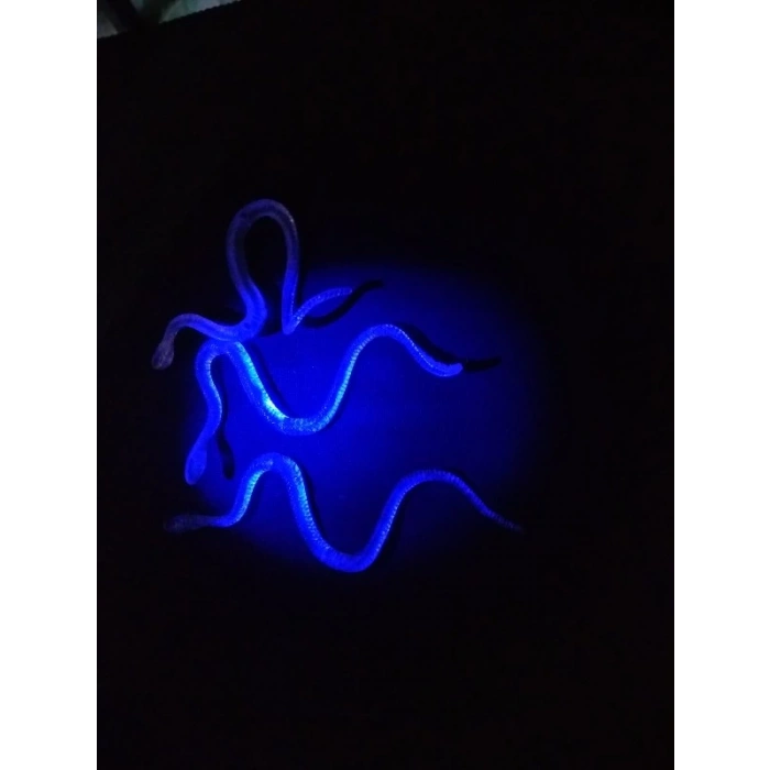 Çocuk Şaka Yılan ve Kırkayak Karışık 36 Adet