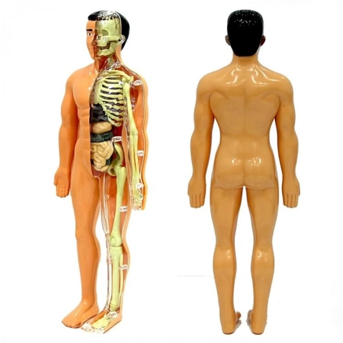 Çocuk The Human Body İnsan Vücudu 3D Eğitim Seti 3302