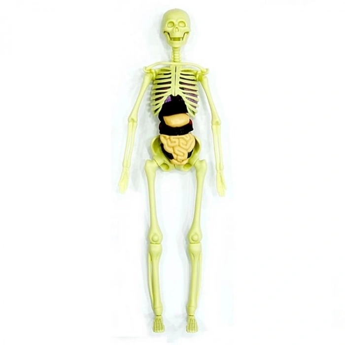 Çocuk The Human Body İnsan Vücudu 3D Eğitim Seti 3302