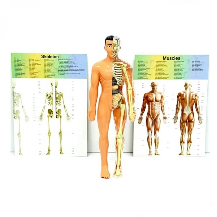 Çocuk The Human Body İnsan Vücudu 3D Eğitim Seti 3302
