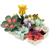 S00004685 BLX FLOWER SET SCULENT 971 PRÇ -SUN