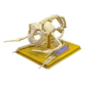 Eğitici Oyuncak Kurbağa İskeleti Bilim Seti