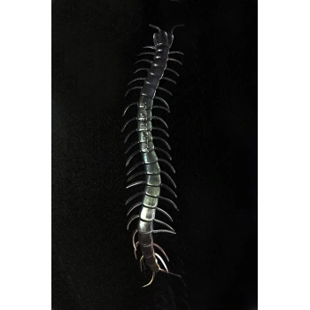 Çocuk Şeffaf Renk Karanlıkta Parlayan Fosforlu Kırkayak 13 cm 1 Adet