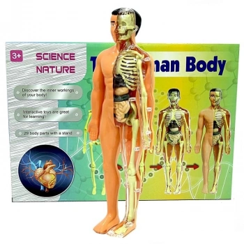 Çocuk The Human Body İnsan Vücudu 3D Eğitim Seti 3302