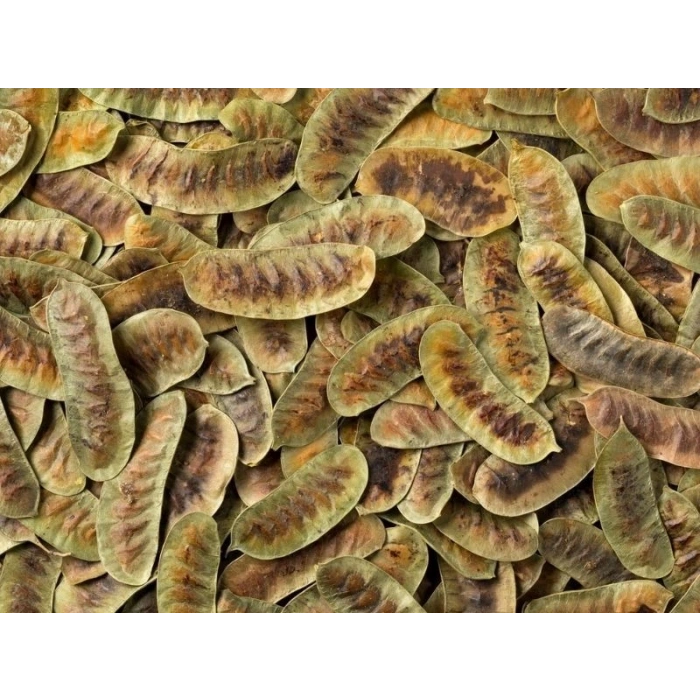 Aşlık (Açlık) Otu 50 GR