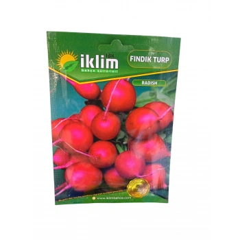 Turp Fındık Tohum Sayısı 600 Adet Civarı