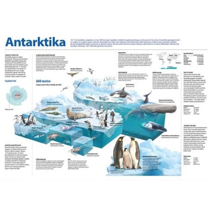 Antartika P COG 01