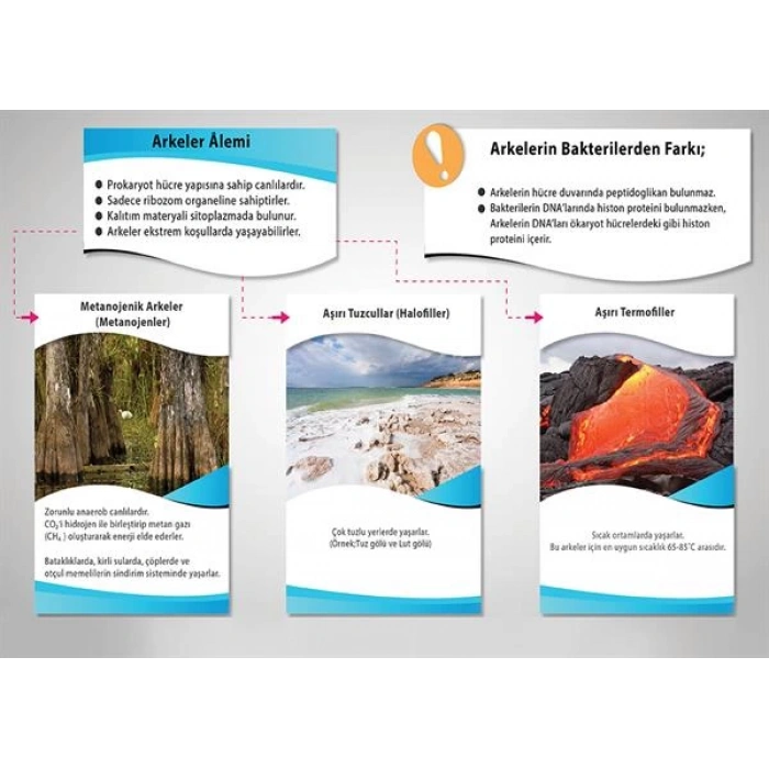 Arkeler Âlemi P BİY 30