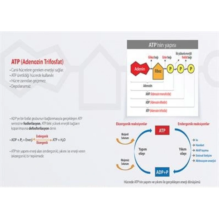 ATP (Adenozin Trifosfat) P BİY 55